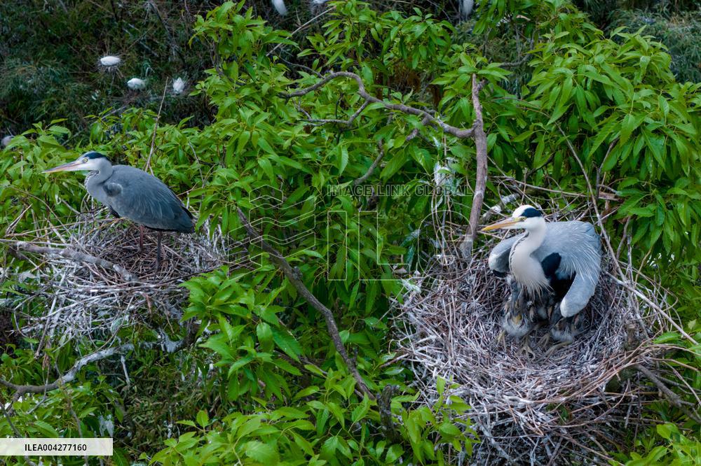 Egrets Breeding in Chongqing