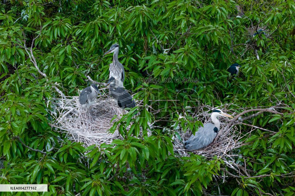 Egrets Breeding in Chongqing