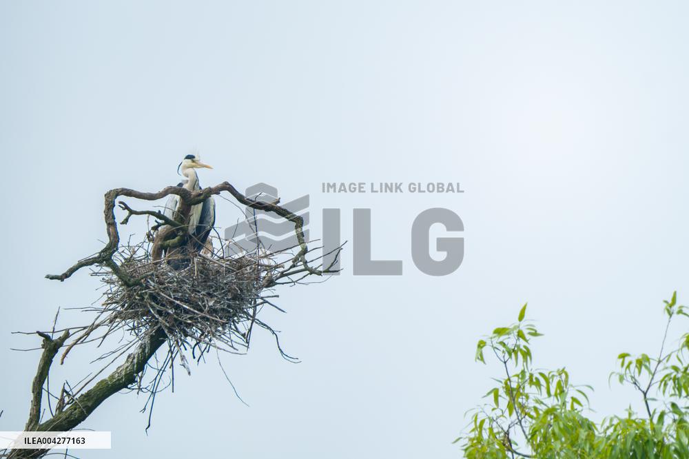 Egrets Breeding in Chongqing