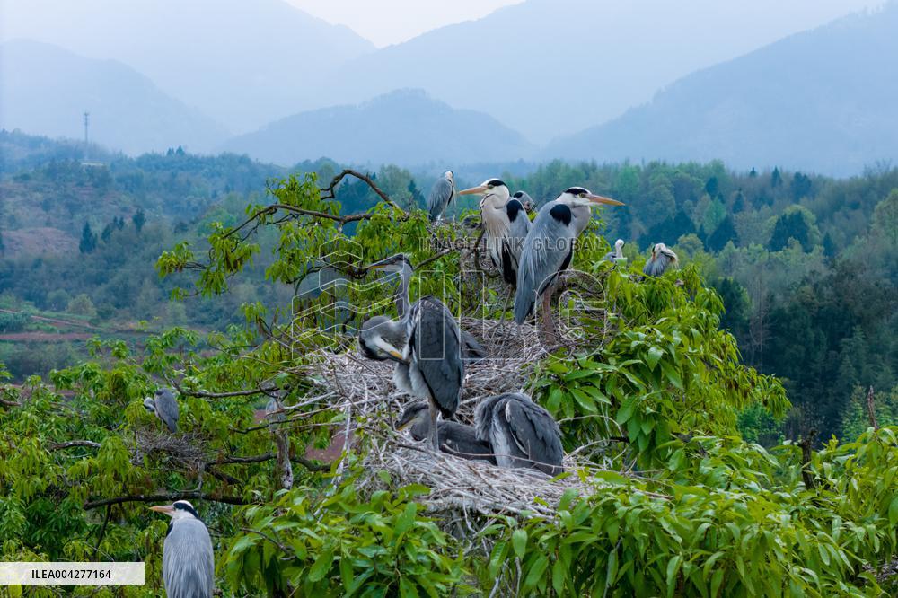 Egrets Breeding in Chongqing