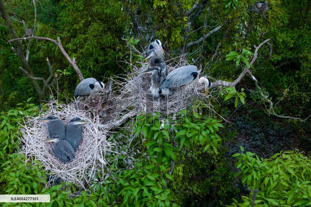 Egrets Breeding in Chongqing