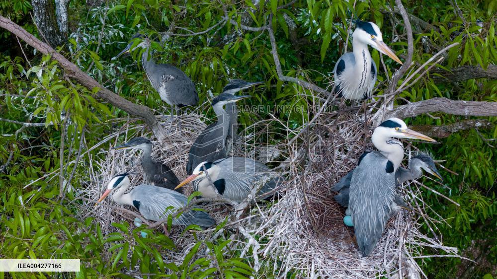 Egrets Breeding in Chongqing
