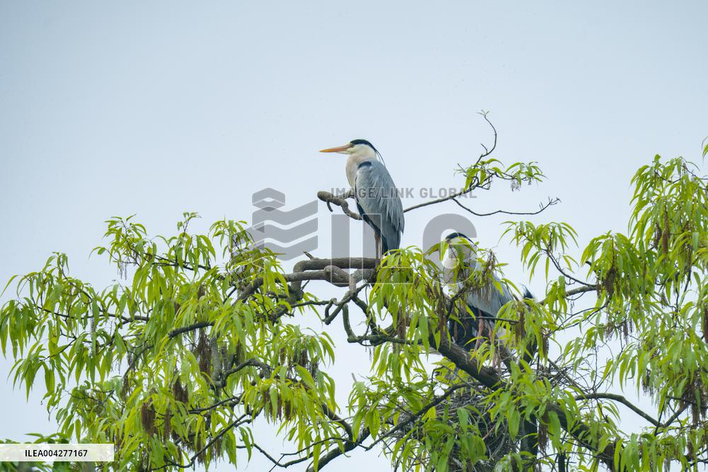 Egrets Breeding in Chongqing
