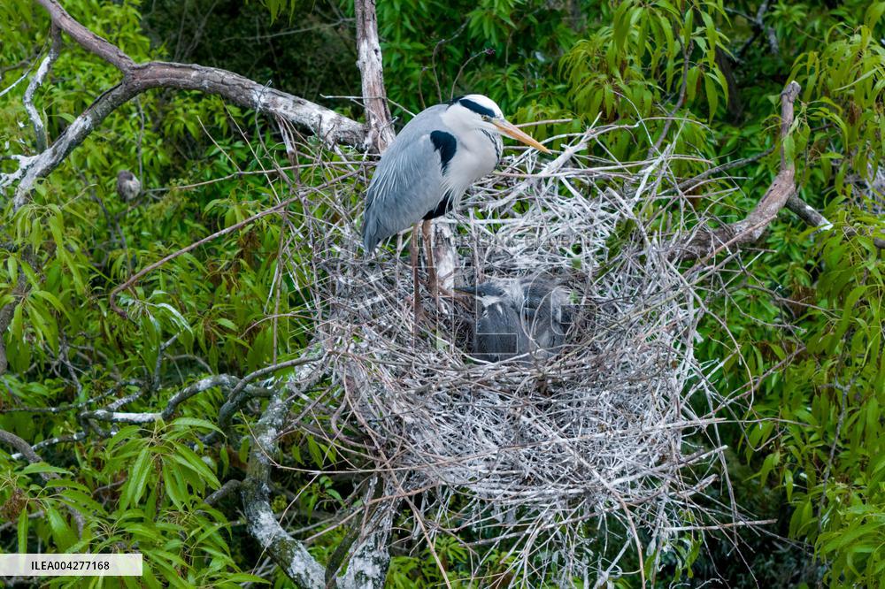 Egrets Breeding in Chongqing