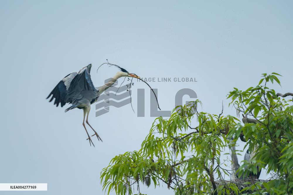 Egrets Breeding in Chongqing