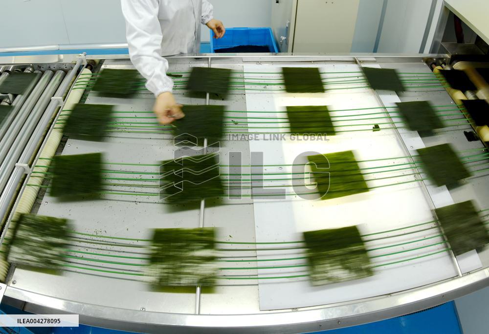 Sushi Nori Manufacturing in Hai'an