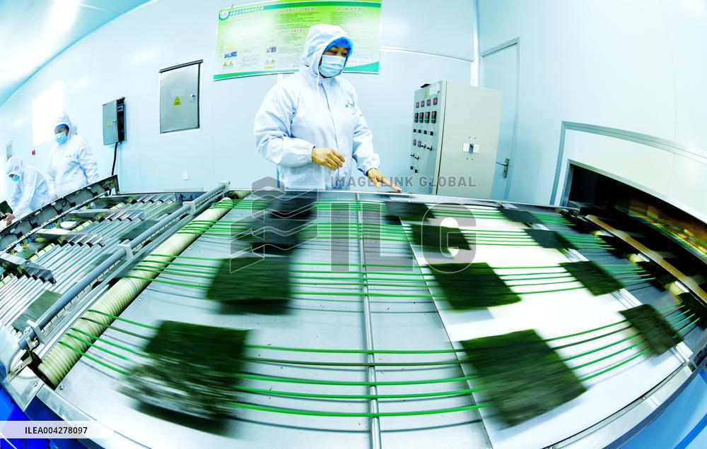 Sushi Nori Manufacturing in Hai'an