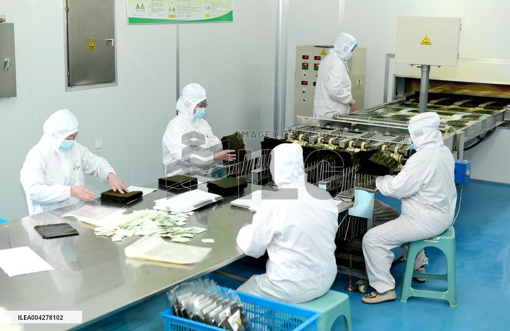 Sushi Nori Manufacturing in Hai'an