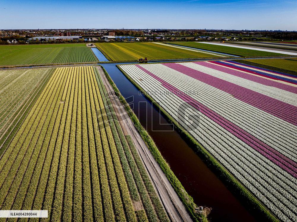 Bulb Fields - Netherlands