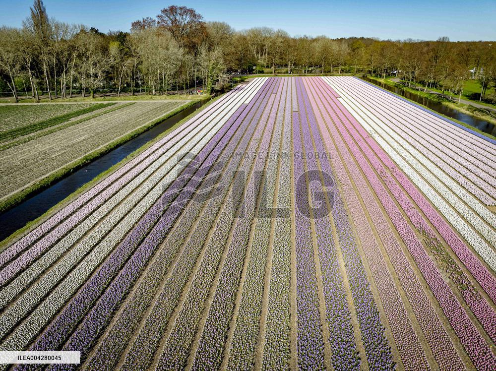 Bulb Fields - Netherlands