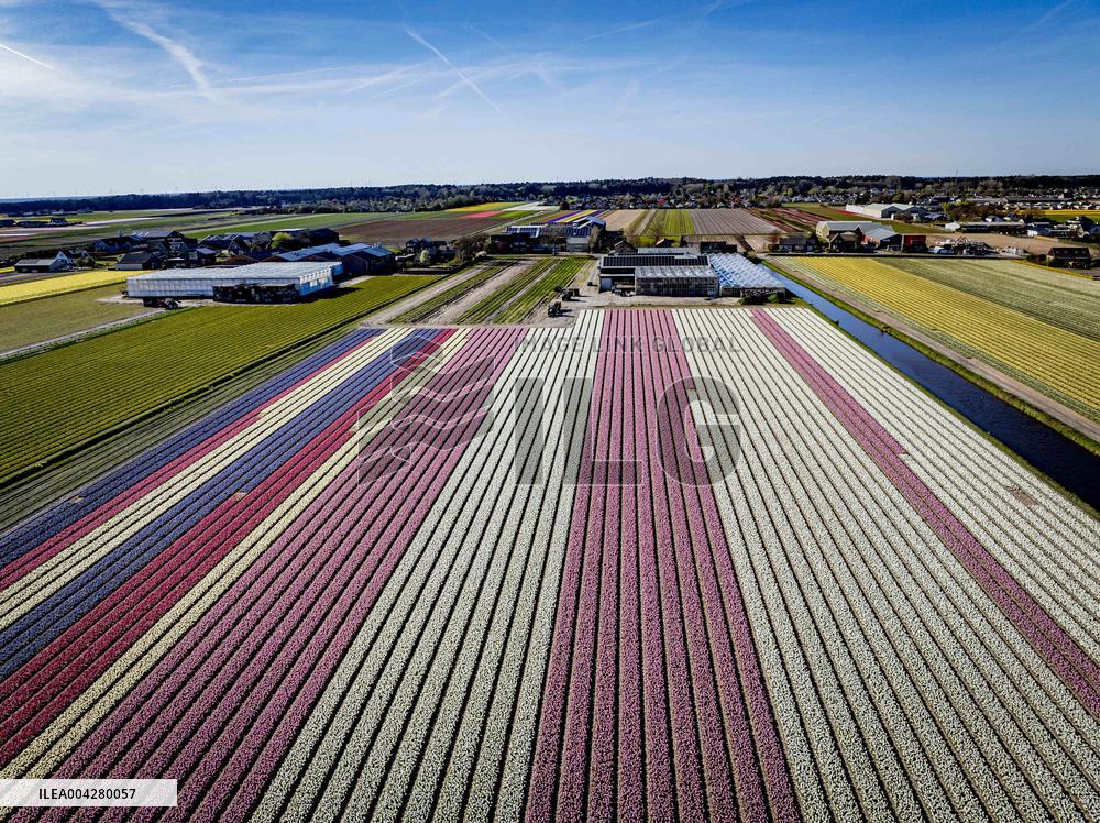 Bulb Fields - Netherlands