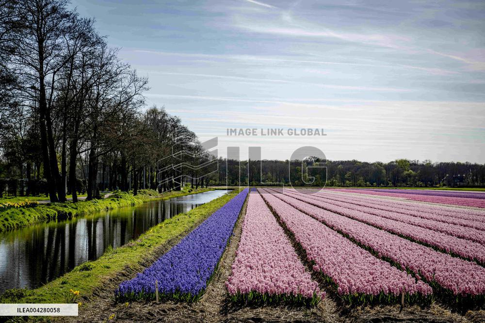 Bulb Fields - Netherlands