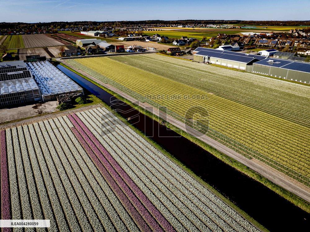Bulb Fields - Netherlands