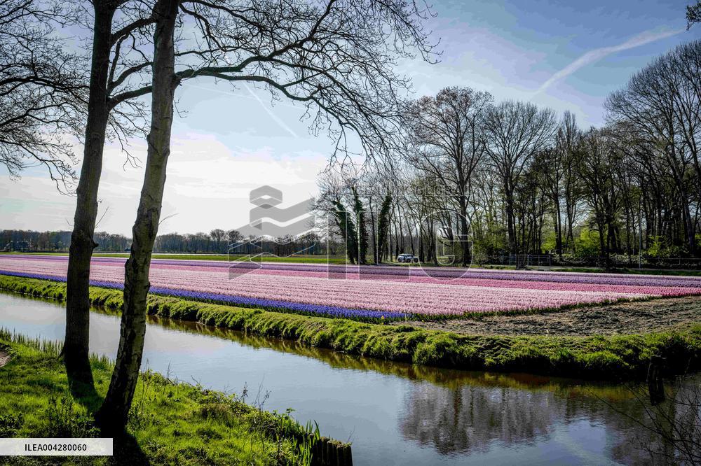 Bulb Fields - Netherlands