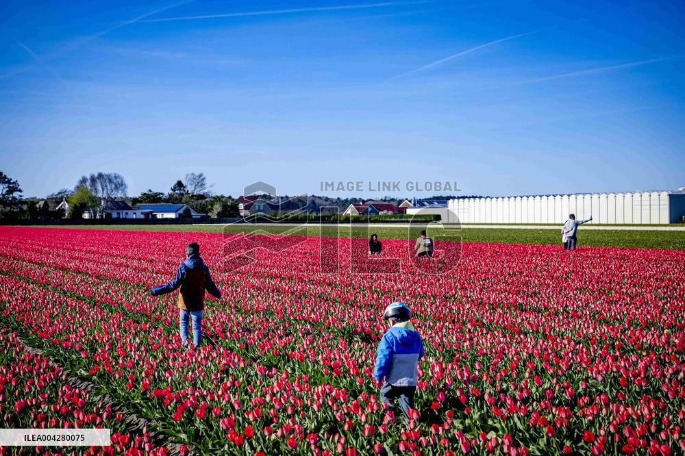 Bulb Fields - Netherlands