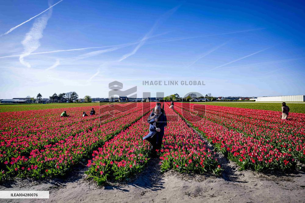 Bulb Fields - Netherlands