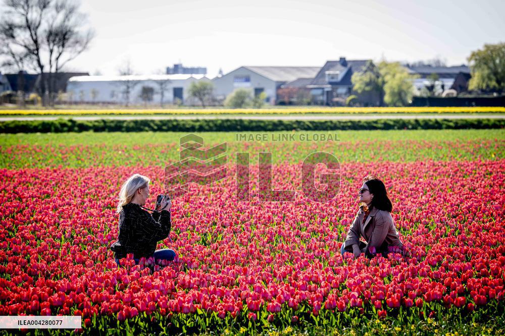 Bulb Fields - Netherlands