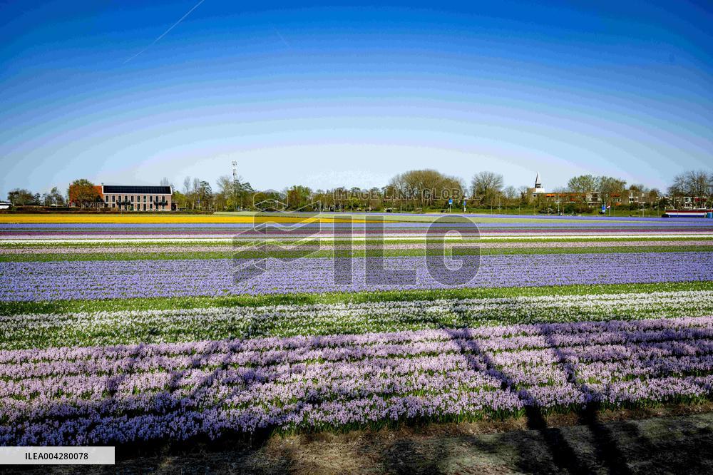 Bulb Fields - Netherlands
