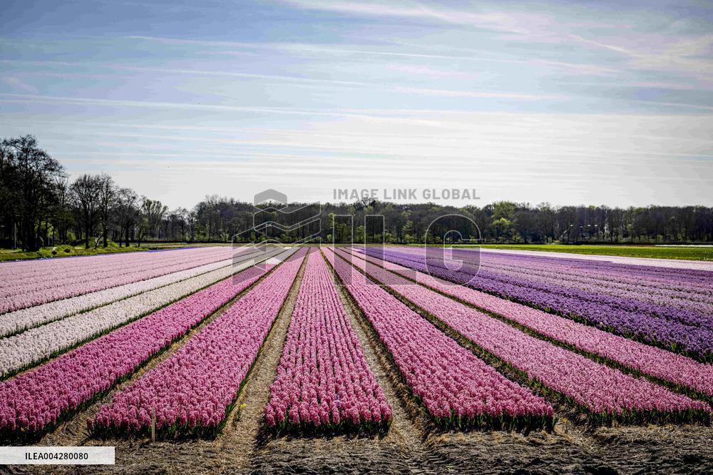 Bulb Fields - Netherlands