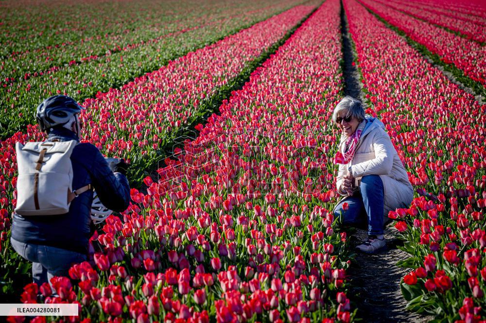 Bulb Fields - Netherlands