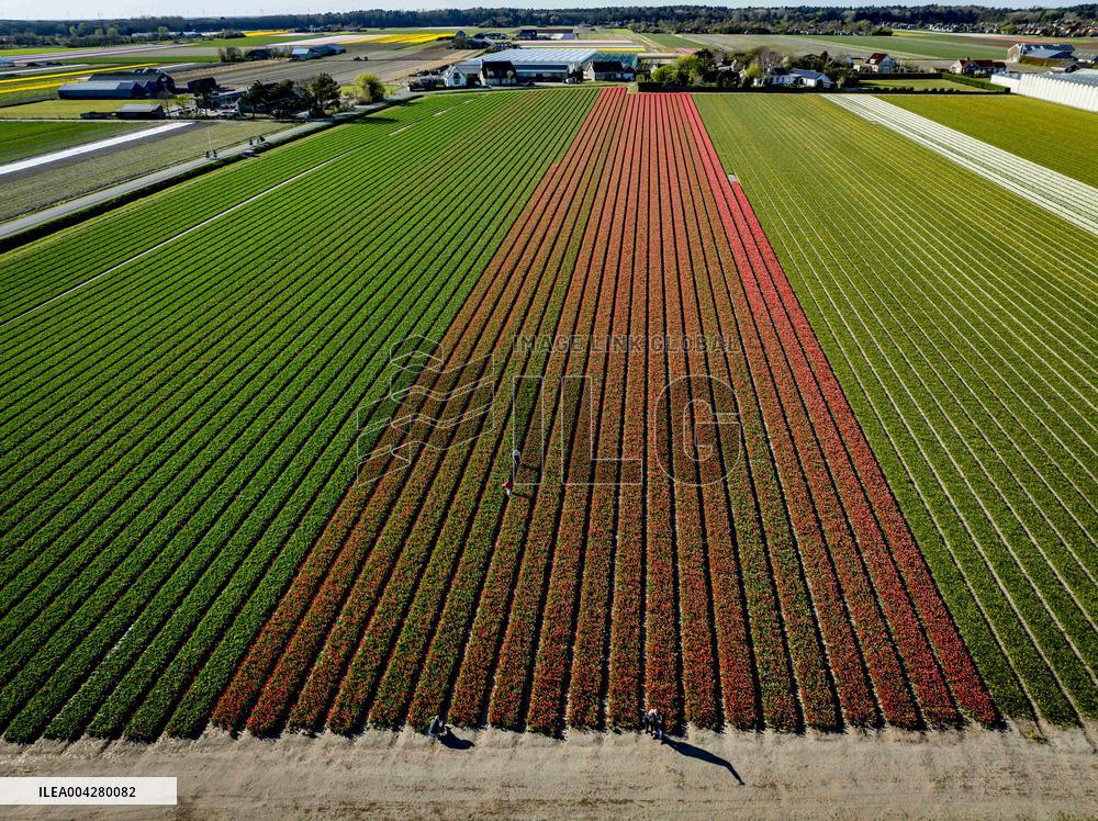 Bulb Fields - Netherlands