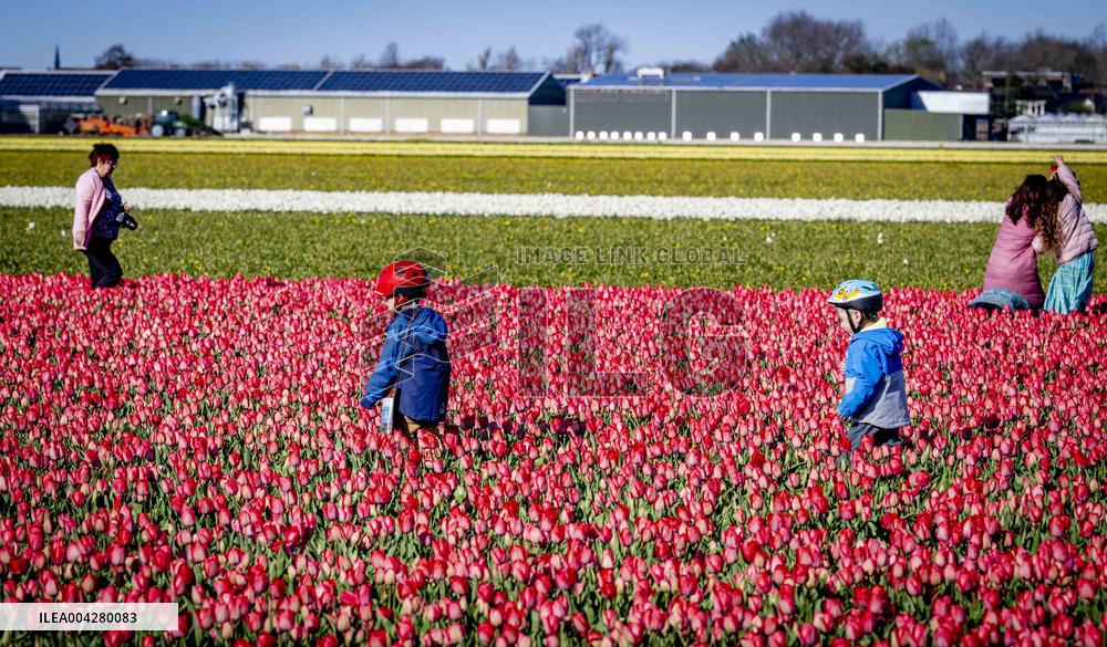 Bulb Fields - Netherlands