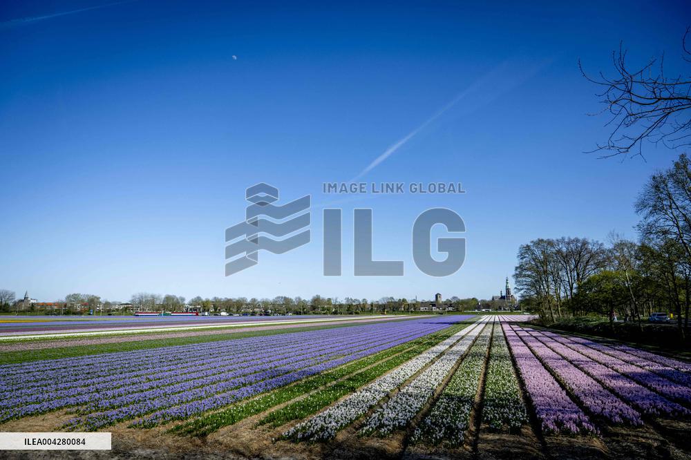Bulb Fields - Netherlands
