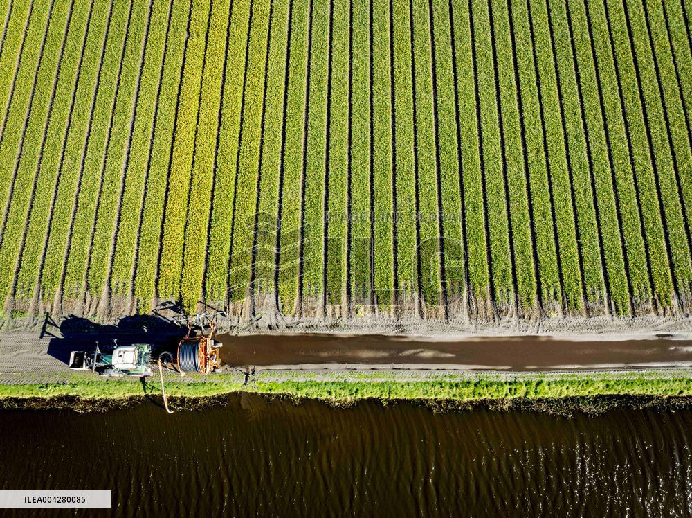 Bulb Fields - Netherlands