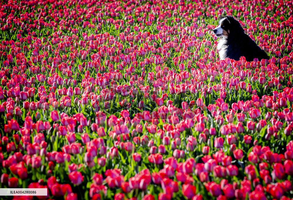 Bulb Fields - Netherlands