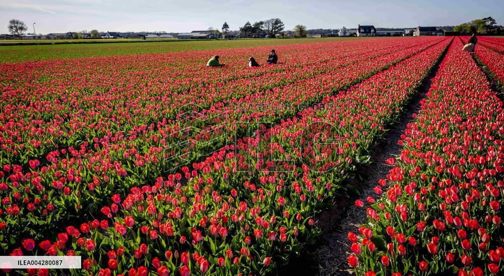 Bulb Fields - Netherlands