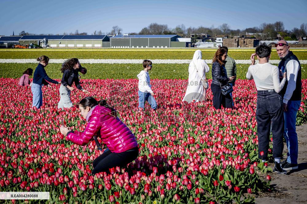 Bulb Fields - Netherlands