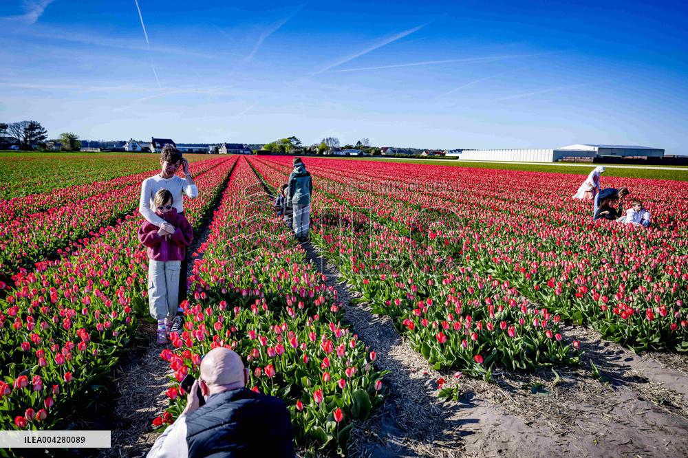 Bulb Fields - Netherlands