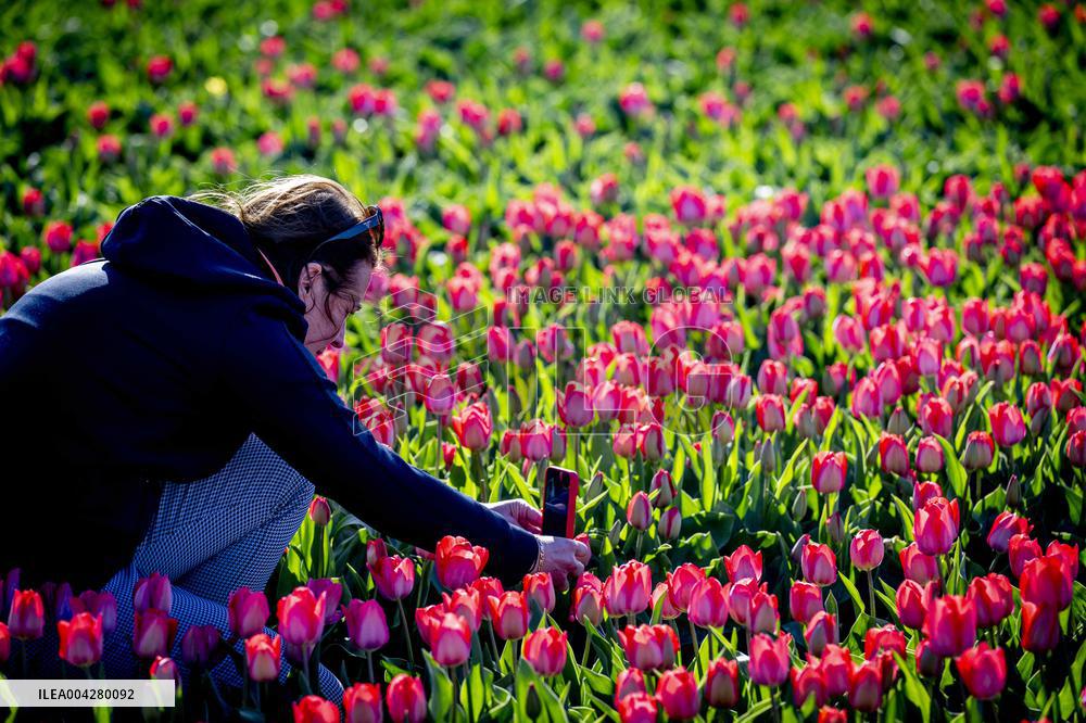 Bulb Fields - Netherlands