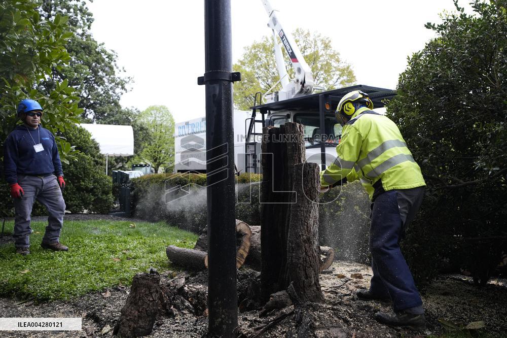 White House Magnolia tree to cut down - Washington