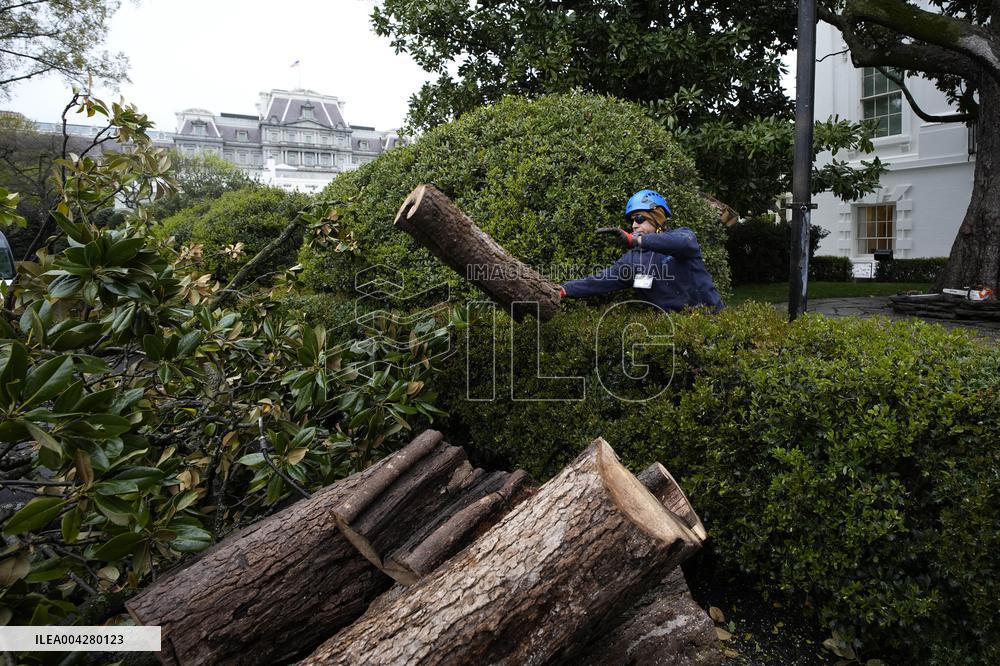 White House Magnolia tree to cut down - Washington