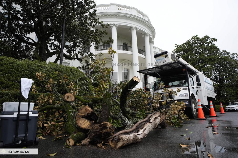 White House Magnolia tree to cut down - Washington