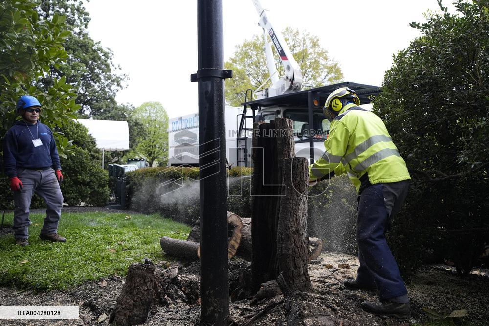 White House Magnolia tree to cut down - Washington