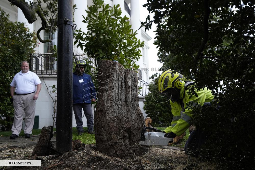 White House Magnolia tree to cut down - Washington