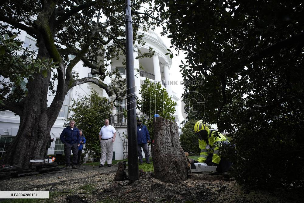 White House Magnolia tree to cut down - Washington