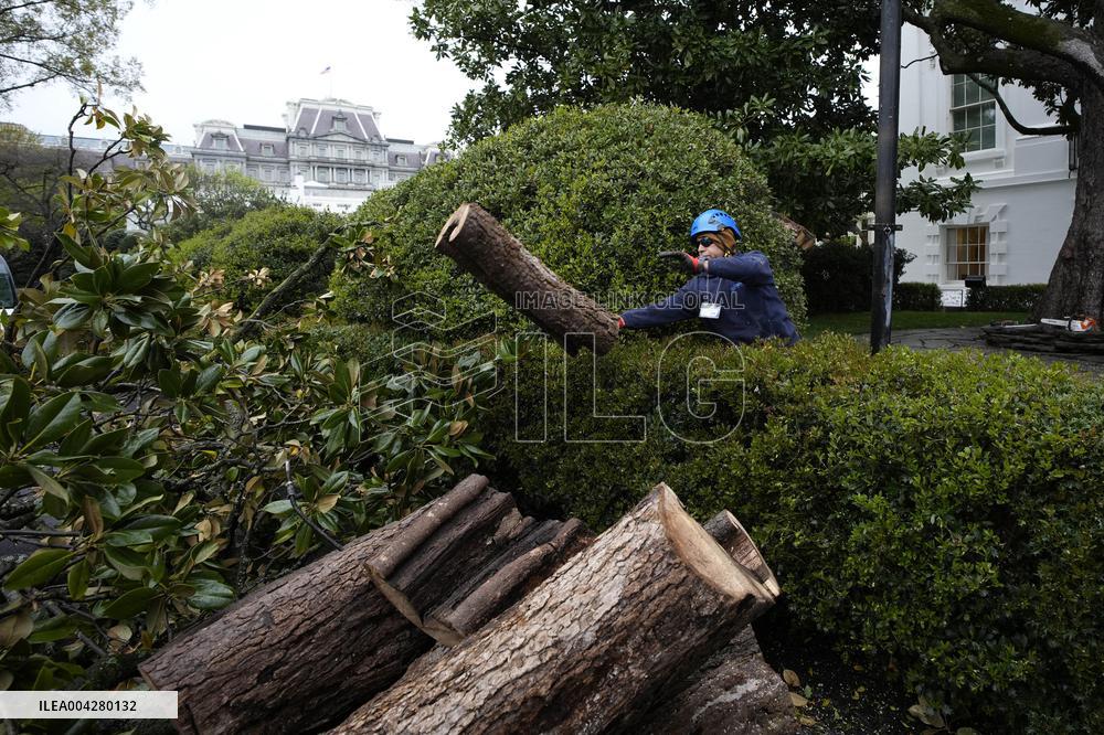 White House Magnolia tree to cut down - Washington