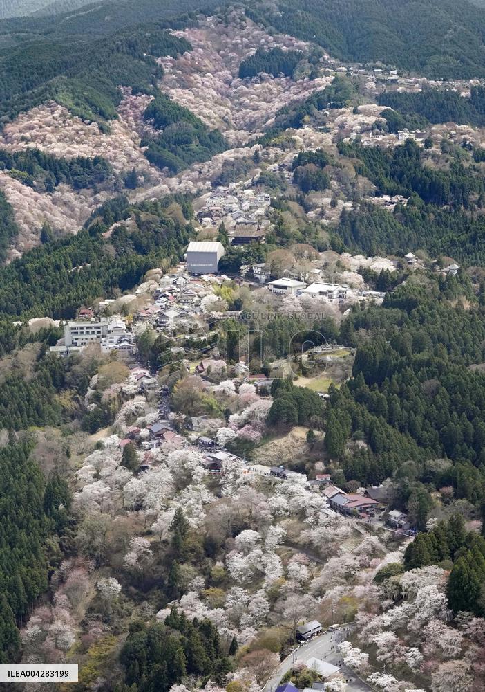 Cherry blossoms at western Japan mountain