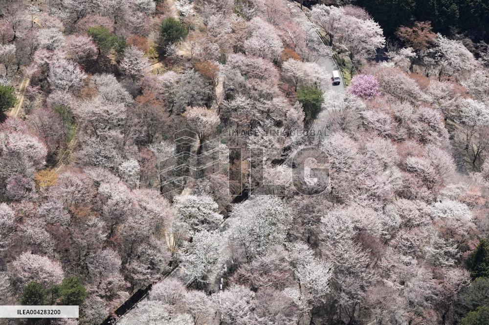 Cherry blossoms at western Japan mountain