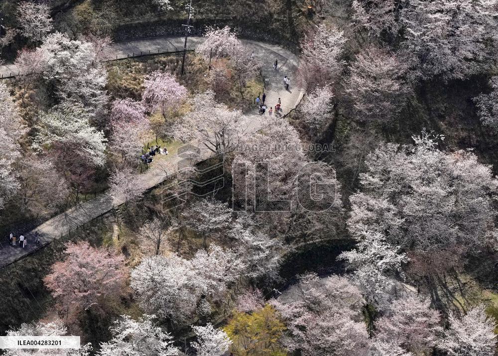 Cherry blossoms at western Japan mountain