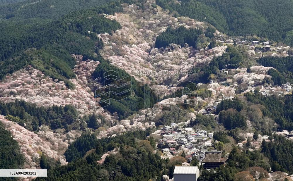 Cherry blossoms at western Japan mountain