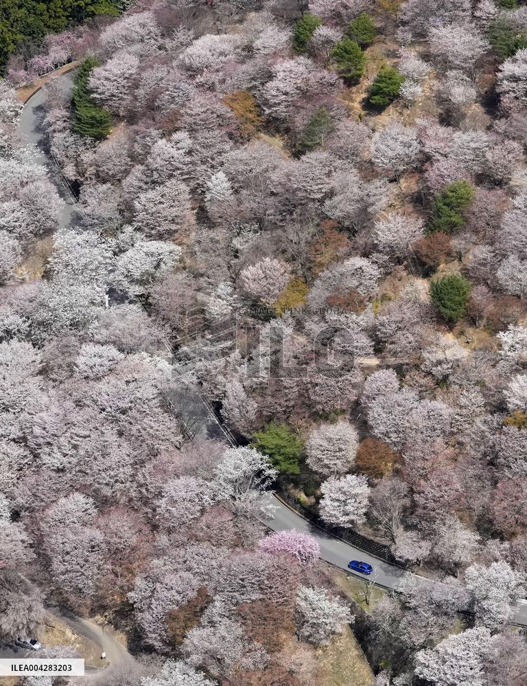 Cherry blossoms at western Japan mountain