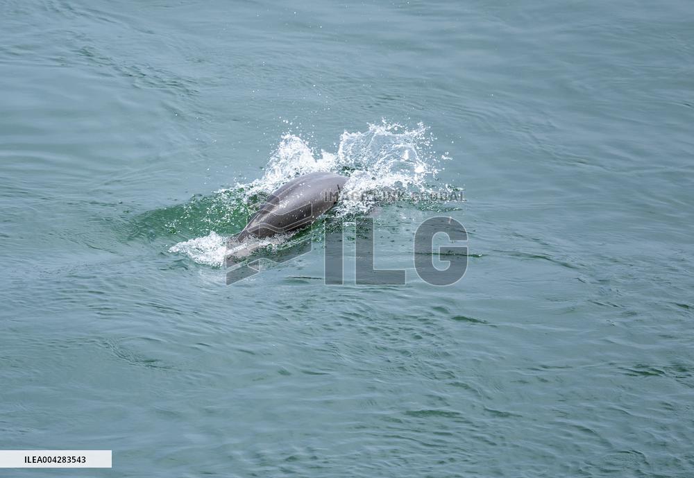 Finless Porpoises