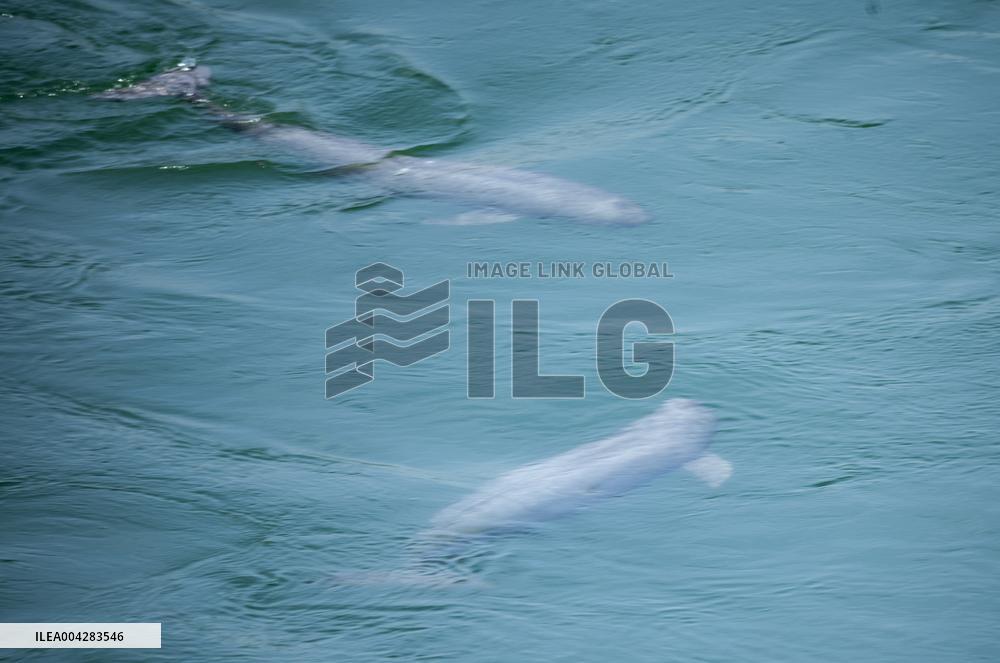 Finless Porpoises