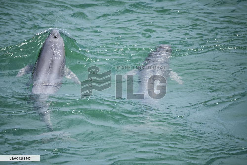 Finless Porpoises