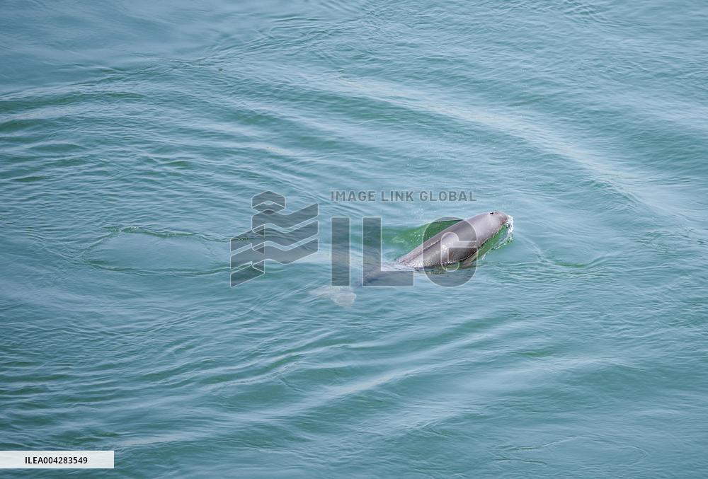 Finless Porpoises