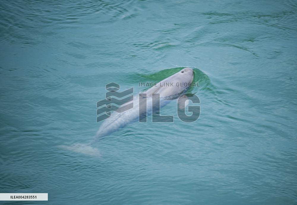 Finless Porpoises